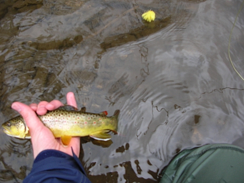 Trout