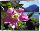 An alpine flower
