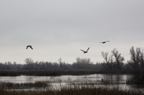 Geese Flying, by Flickr user superstrikertwo