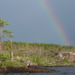 Pine and rainbow