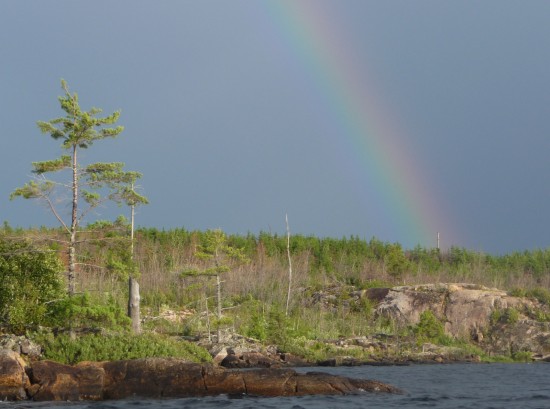 Pine and rainbow