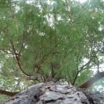 Red pine up