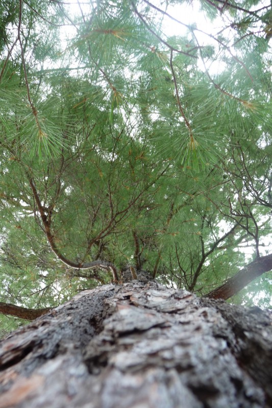 Red pine up