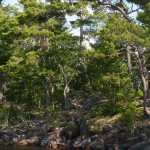 Pine and rock shoreline