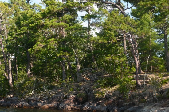 Pine and rock shoreline