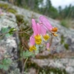 Corydalis sempervirens (Pale Corydalis)