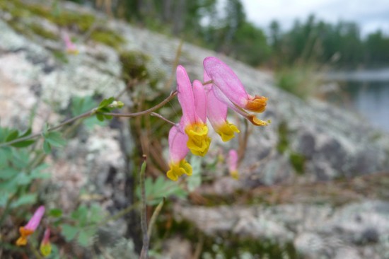 Corydalis sempervirens (Pale Corydalis)