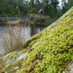 Lichen and hammock shelter