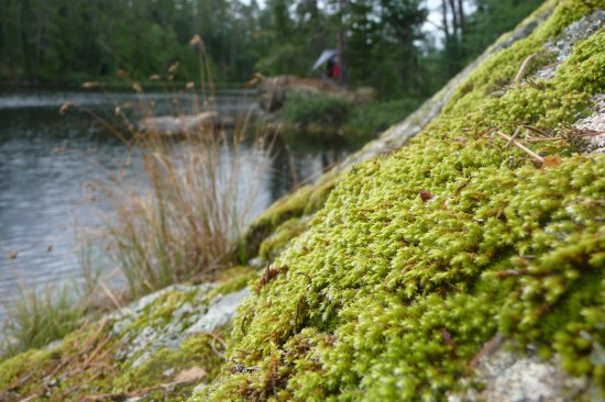 Lichen and hammock shelter